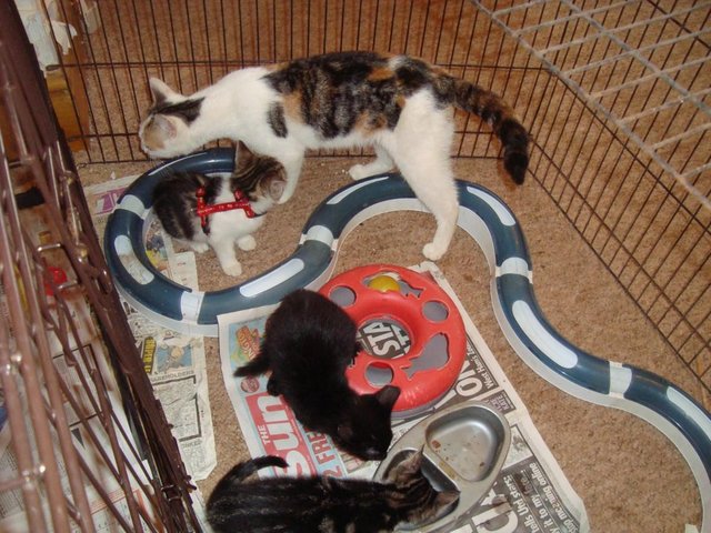 Preview of the first image of Kittens. Gorgeous rescued kittens available for adoption.