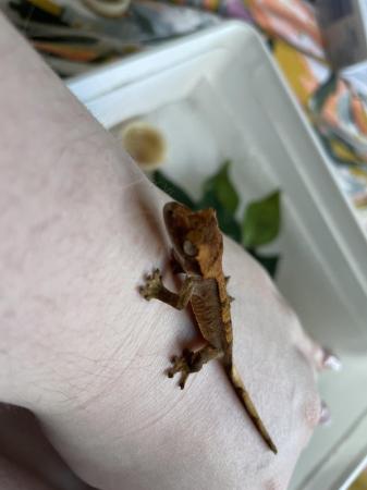 Image 4 of Baby Flame type Crested Gecko unsexed £30