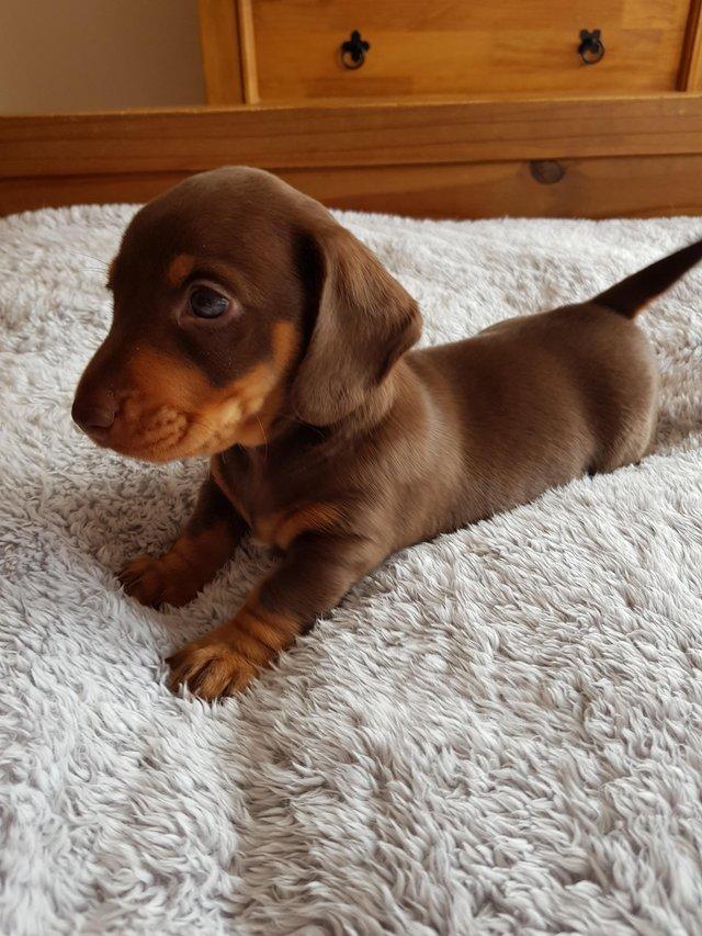Preview of the first image of Miniature dachshund chocolate and tan.