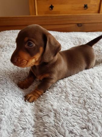 Image 1 of READY TO GO. Miniature dachshund chocolate and tan