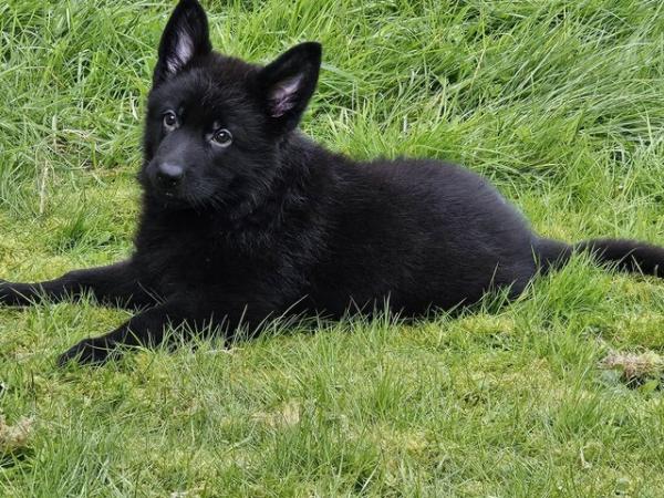 Image 8 of KC registered German Shepherd Puppy