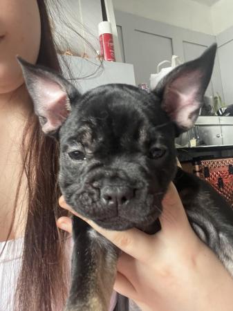 Image 7 of FRENCH BULLDOG PUPPYS LAST TWO PUPS LEFT