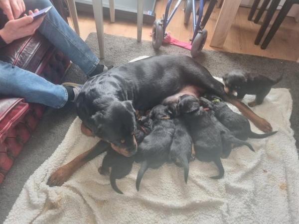 Image 2 of Beautiful Rottweiler puppies for Sale