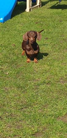 Image 5 of 1 KC REGISTERED/PRA CLEAR MINIATURE DACHSHUND PUPPY