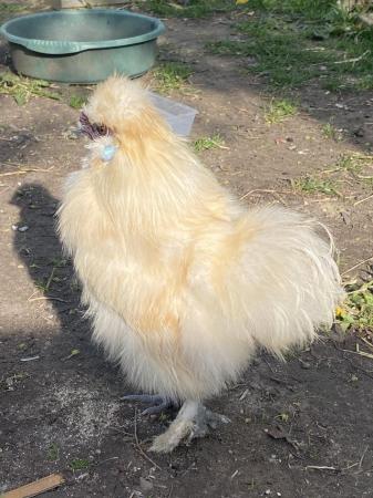Image 10 of 6 HATCHING EGGS miniature silkies mixed colours available