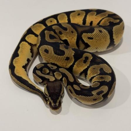 Image 8 of Royal Pythons available