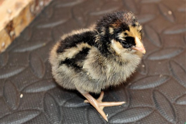 Image 2 of Hatching Eggs - Gold Laced Wyandotte Bantams - Show Stock
