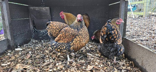 Image 2 of Gold Laced Wyandotte Bantams (3 Hens + 1 Cockerel)