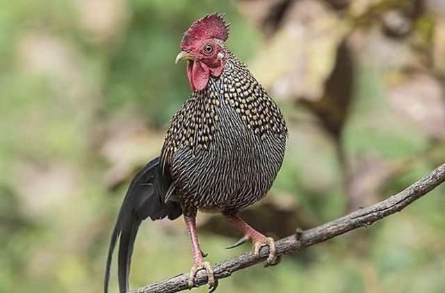 Image 1 of Pheasants, Guinea fowl, curassow for sale
