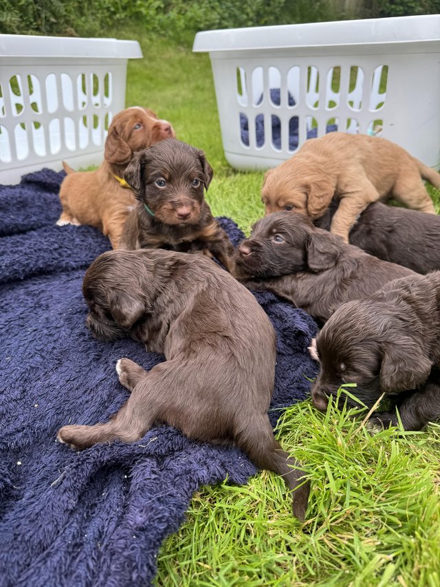 Preview of the first image of Litter of 10 flashy Australian Cockapoo puppies.