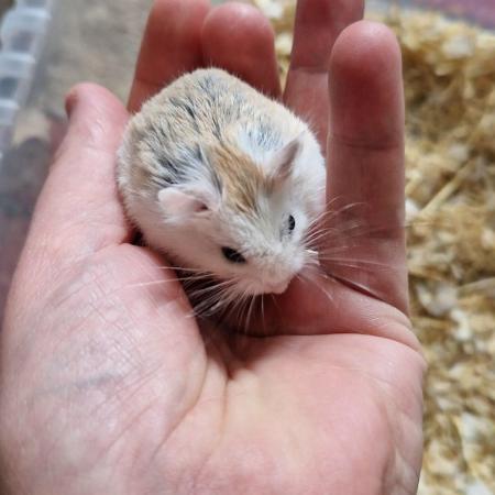 Image 1 of Baby roboski hamster for sale