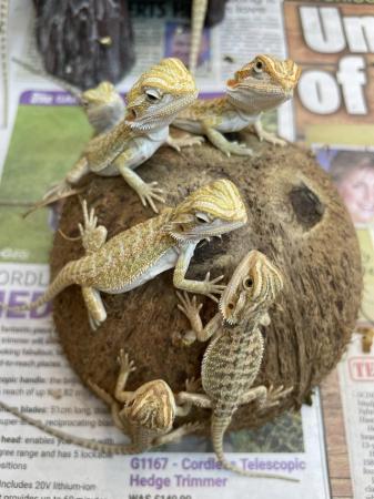 Image 5 of Baby bearded dragons born on the 15/4/2024