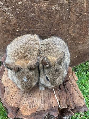Image 6 of Lovely litter of Netherland dwarf baby rabbits.