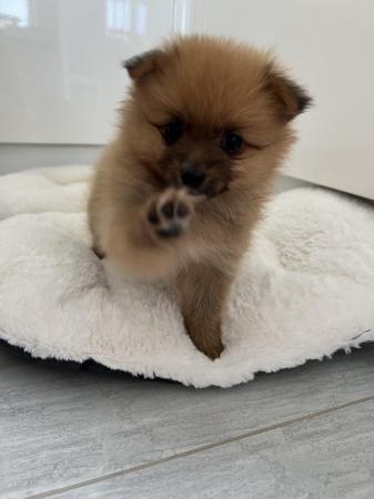 Image 16 of Pomeranian puppies extra fluffy 1 girl and 1 boy available