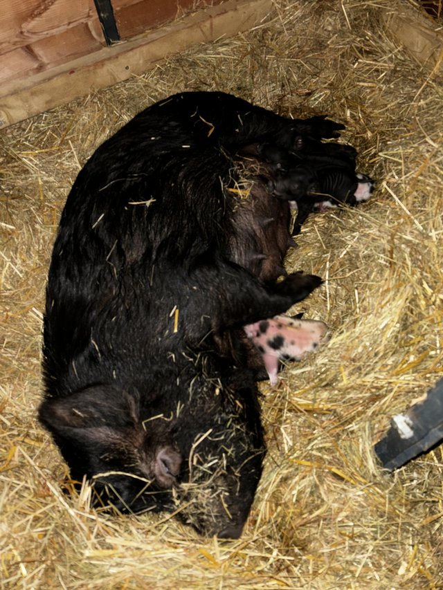 Preview of the first image of Kune Kune piglets ready now.