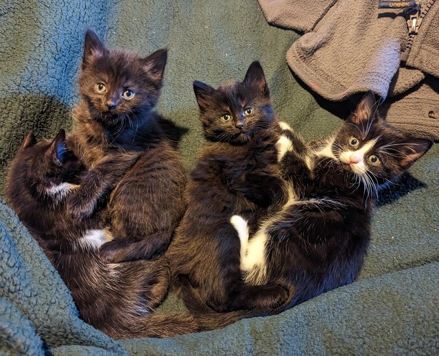 Preview of the first image of Kittens ready to leave 30/4/24.