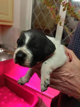 Image 4 of Superb Litter of Pointer puppies