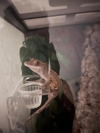 Image 5 of Crested gecko with FULL bioactive enclosure