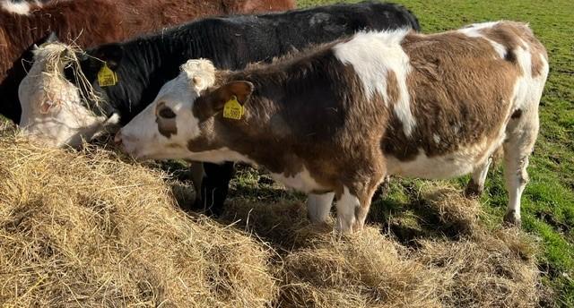 Image 2 of 11 Month old Hereford cross heifers x 3