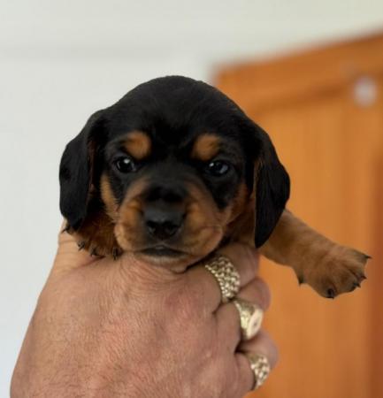 Image 3 of Miniature Dachshund Puppies