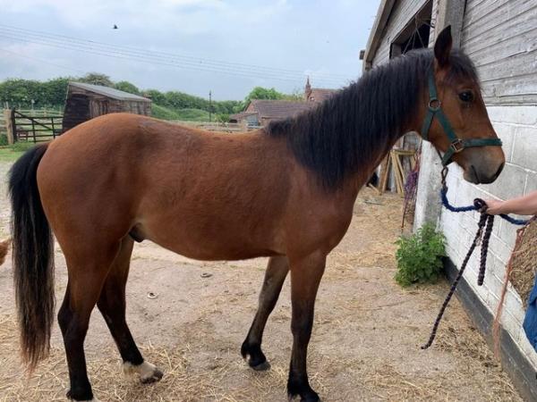 Image 1 of 2 year old part bred bay gelding