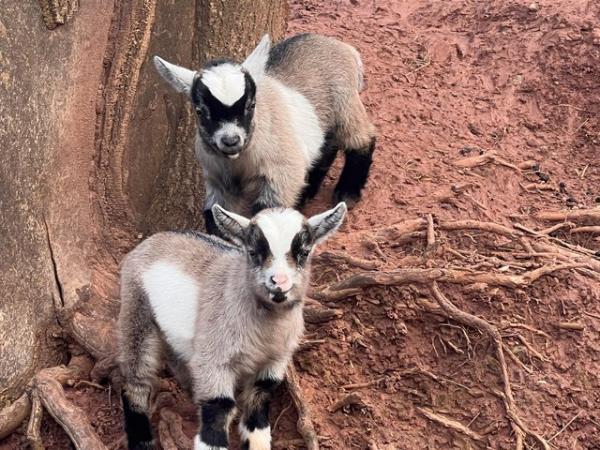 Image 2 of Pedigree Pygmy goat kids