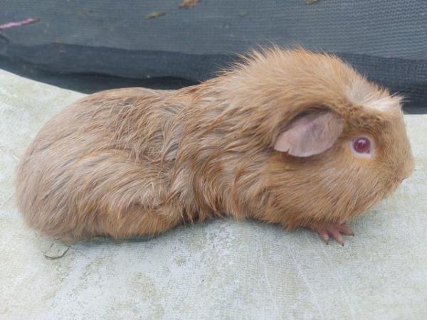 Image 3 of Guinea pig boys, stunning colours. Can go as a bonded pair