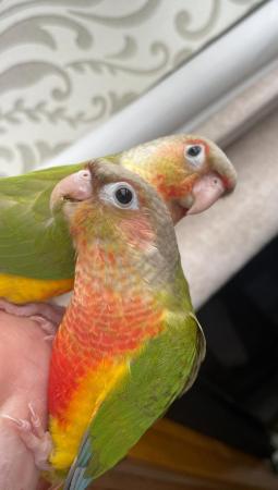 Image 9 of Beautiful baby conures-incredibly tame and in great health