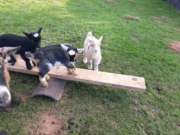 Image 1 of 3 pygmy goat wethers for sale