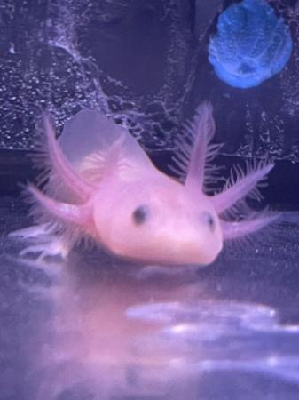 Image 1 of Almost three month old axolotls for sale