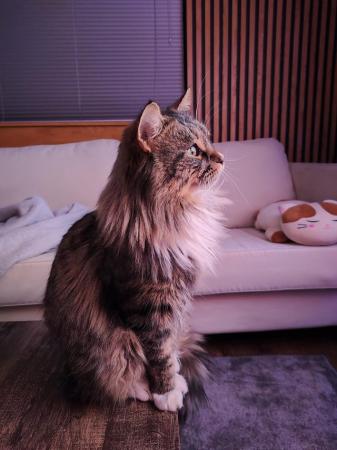 Image 1 of Adorable 2y old Micro-chipped & Neutered Maine Coon X