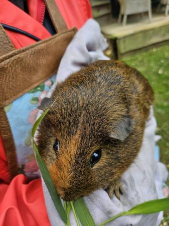 Image 1 of 22mth old American guinea pig and hutch