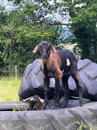 Image 6 of SOLD. More in 2025 Mini Nubians! Great smallholder goat