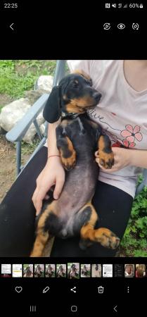 Image 6 of Beautiful smooth haired black and tan puppies