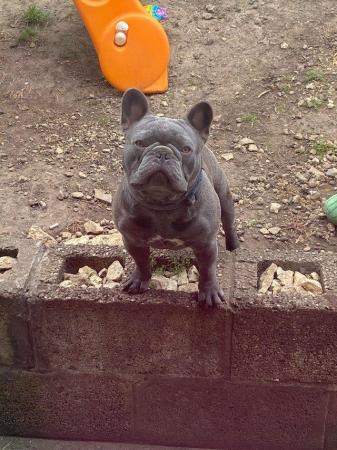 Image 10 of MAVERICK solid lilac a/a health tested french bulldog stud