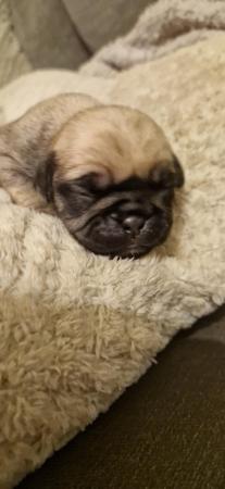 Image 5 of Amazing pugalier Puppy's pug ready now