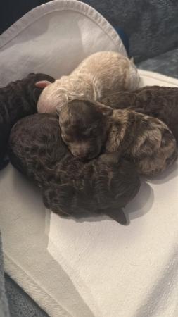 Image 4 of One left! REDUCED READY NOW Gorgeous cockapoo puppies.