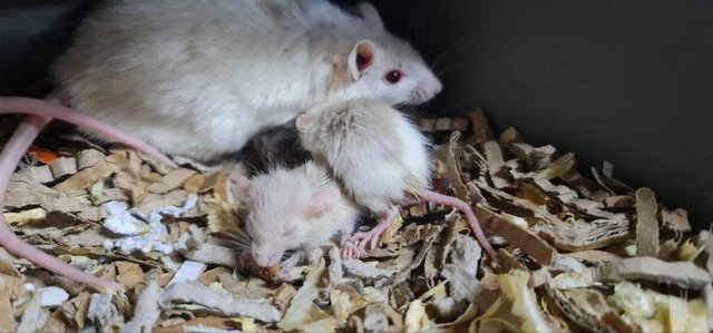 Image 5 of African Soft Furs (Multimammates) Rats/Mice