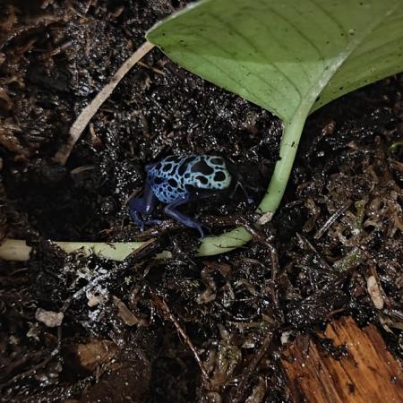 Image 5 of Dendrobates Tinctorius Azureus (Blue Poison Dart Frogs)