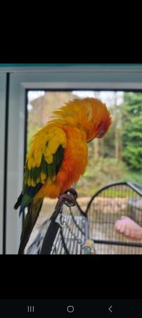 Image 7 of 18 month old beautiful Sun conure