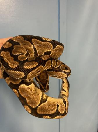 Image 2 of Female Royal Python over 1200g