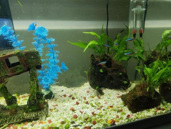 Image 5 of Fish Tank and Assorted Fish