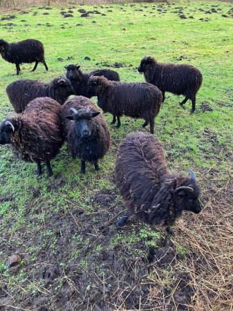 Image 3 of Hebridian ewes for sale born April 23
