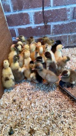 Image 2 of Day old ducklings …………….