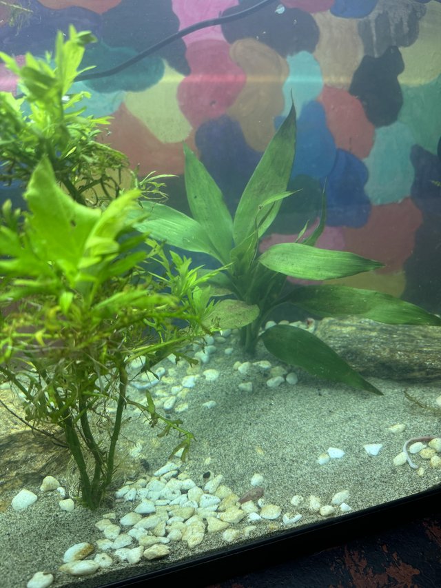 Preview of the first image of 2 x 5 month old golden axolotls, One male, One female..