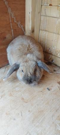 Image 5 of 8 month two Mini lop Female Rabbits