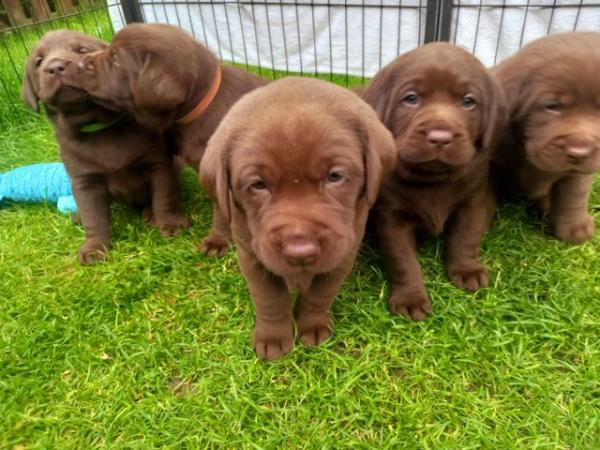 Image 6 of KC Chocolate Labradors Puppies