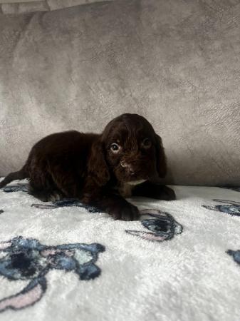 Image 5 of cocker spaniels male puppies