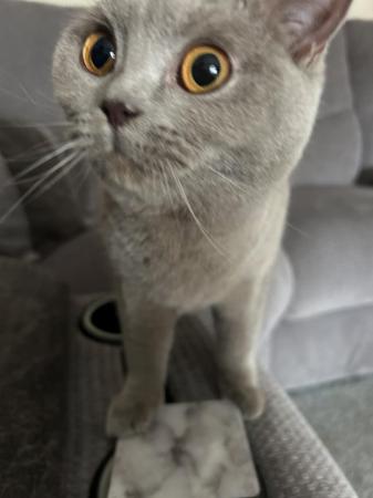 Image 6 of British shorthair cat available