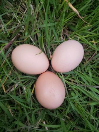 Image 6 of Light Sussex Large Fowl Eggs, Chicks, Growers, Chicken, Hen